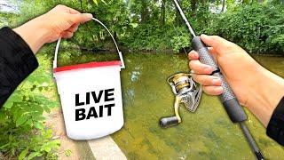 Creek Fishing w/ Live MINNOWS for Anything That Bites!