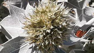 Eryngium maritimum ή Ερύγγιο το παράλιο (γαλανάγκαθο)