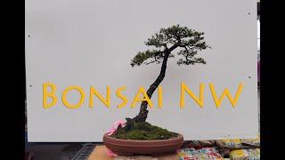 My Favorite Seattle Bonsai Shop - Bonsai NW