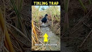 TIKLING TRAP nylon at kawayan #Birdtrap #shorts #viral