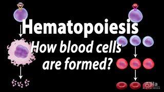 Hematopoiesis - Formation of Blood Cells, Animation