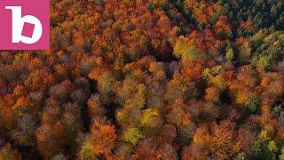 Autumn Woodland Drone View - Saarburg, Rhineland Palatinate, Germany