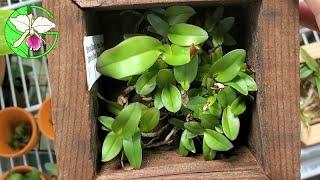 Cattleya seedlings up close • Be careful what you spray on your flowers • 7 August 2021