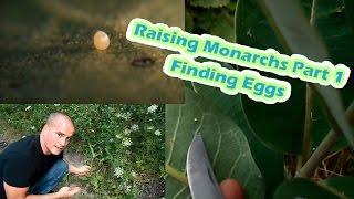 Raising Monarchs Part 1 - Finding Eggs (How To Find Monarch Butterfly Eggs)