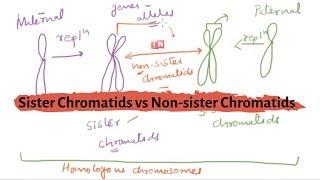 Sister Chromatids and Non-sister Chromatids - What is the Difference?