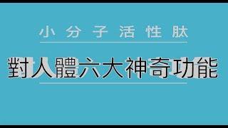 小分子肽對人體的六大功用