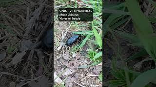 Sinine villimardikas (Meloe violaceus; violet oil beetle)... Eesti elurikkus