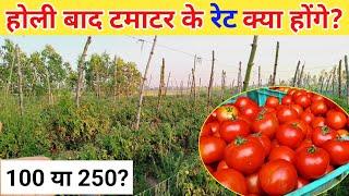 15 मार्च के बाद टमाटर क्या भाव बिकेगा/ March me tamatar ka rate kya rahega / Tomato price in up