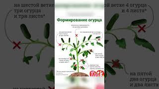 Формование огурца #огурцы #рекомендации #огород