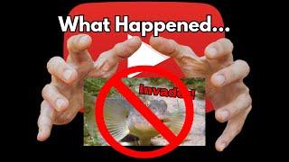 What happened to the Goby Video?