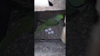 Alexandrain parrot Breeding Progress.#viral#viralvideo#pettv#shorts#youtubeshorts#parrot#shortvideo