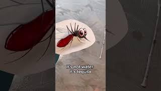 You will thank me for this!  #flytrap #mosquito #diy #fypviralシ #funnyreelsvideo