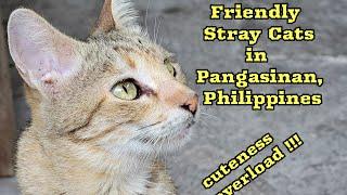 Friendly Stray Cats in Pangasinan, Philippines