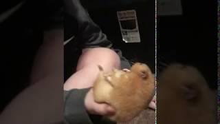 Hamster died from abuse