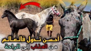  أحـسن Transformation فالـعـالم  مهرة هـبـة بنت الفرس لكانت مـخـطوفة كـبرات وزيانت تبارك الله…