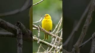 Saffron Finch #shorts