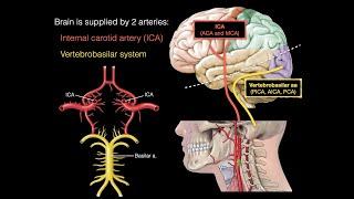 Blood supply to the brain