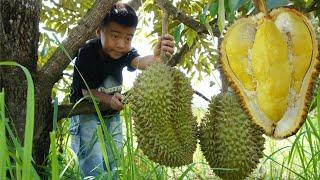 Durian fruit season, Harvest Durian fruit and cooking - Chef Seyhak