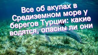 Все об акулах в Средиземном море у берегов Турции: какие водятся, опасны ли они