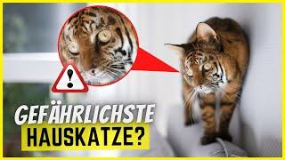 Diese 4 Hybridkatzen sollte wirklich niemand besitzen!