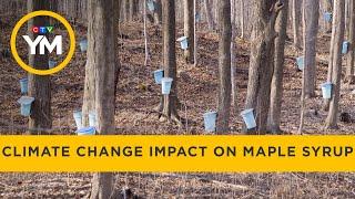 Climate change affecting maple syrup production | Your Morning