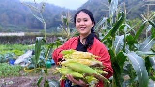 The corn is freshly picked and cooked,with milky corn pancakes and corn juice.