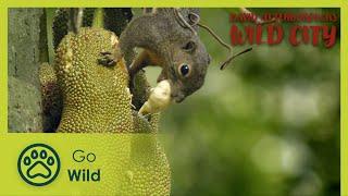 Secret Forests | David Attenborough's Wild City 4/6 | Go Wild