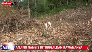 GONGGONGAN ANJING NANGIS DITINGGALKAN KAWANANYA