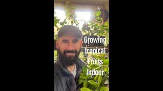 Growing tropical fruits inside the house