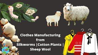 What are Clothes  |  How Clothes are made | Cotton |  Silk | Wool | Complete process