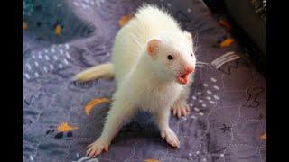 Ferret Time!  !Rescue!Wiki