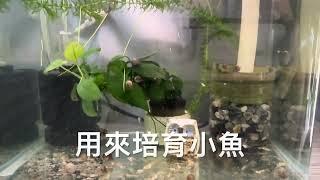 培育孔雀魚幼魚的秘訣2，趕快學起來