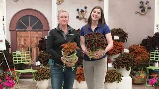 Syngenta Flowers Heat lovers, pollinators and sustainability varieties