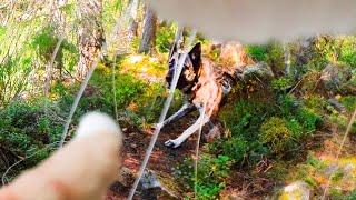 What A Cat Sees When Exploring The Forest