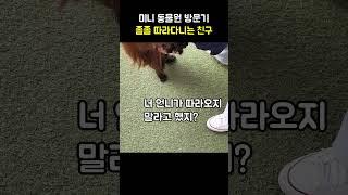 졸졸 따라다니는 친구 미니!