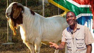 Inside a SUCCESSFUL Goat Farm in South Africa. The Business of Boer Goats