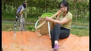 Gourd fields, harvesting gourds for sale and boiling taro to enjoy with the little bird