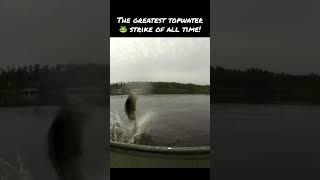 The greatest topwater  strike of all time! #bamabass #topwater #frog #fishing