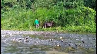 Filipinas buhay probinsya (Part 2)mga alagang baka sa bukid.