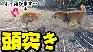 初めて妹柴犬にぶっ飛ばされる姉柴犬がこちらです…