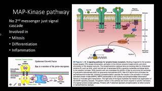 Mitogens: pathway and response