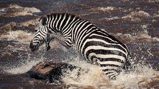 Young Zebra's Dangerous River Crossing | Life Story | BBC Earth