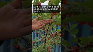 앵두는 한국에서 가장 기르기 쉬운 과일 나무 입니다. 왕앵두나무를 텃밭에 심으면 5월 초에 맛있는 앵두가 펑펑 쏟아 집니다 #텃밭#왕앵두#앵두기르는방법