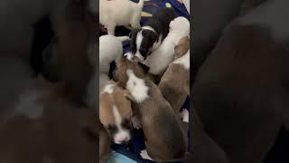 Good morning! #puppypile #wakeup #goodmorning #puppy