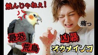 【賛否両論】荒鳥？店の奥に居た5000円の凶暴オカメインコ。感動のラスト！ Cockatiel