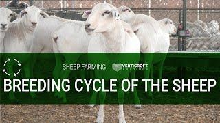 Breeding Cycle of The Sheep | Sheep Farming | Verticroft Holdings | Ryan Singlehurst