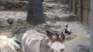 Meet the Llamas at Southwick's Zoo