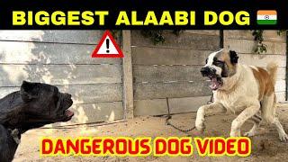 Biggest Alabai Dog in India  || इससे बड़ा ले आओ ₹100000 ले जाओ 