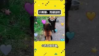 小熊猫：我很凶的 #娱乐评论大赏 #小熊猫不是小浣熊 #小熊猫 #萌宠 #小动物