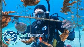 Reef Renewal Curaçao - Part 1